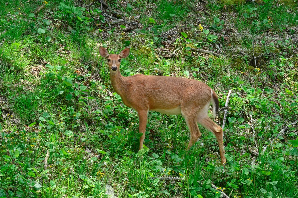A serene forest scene with a deer standing amid lush greenery, surrounded by natural foliage. The peaceful mood invites thoughts of wildlife observation and quiet moments immersed in nature.